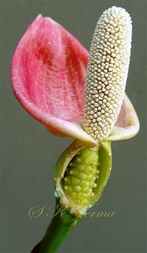  Inlorescence (Spadix)